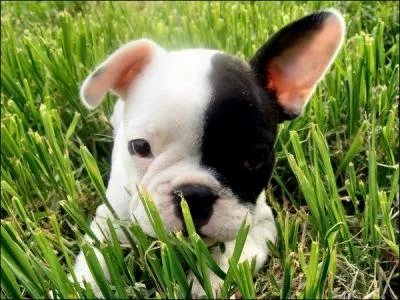 Un chien trs apprci par notre pays, rien qu' voir sa tte nous craquons, lequel est-ce ?