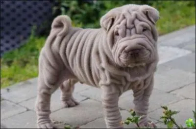 Il parat qu'un pli vaut 100 euros, je vous laisse deviner son prix ! Mais de quelle race s'agit-il ?