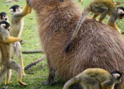 Quiz Le capybara