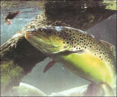 Cet instant magique, attendu de tous les pcheurs, l'instant o la mouche disparat brutalement !