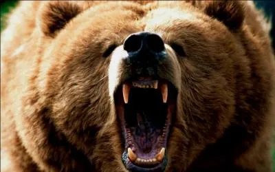 Dans ce film, cet animal coince le chasseur, mais lui laisse la vie sauve !