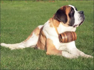 Comme le dit Jean-Marie Bigard dans un sketch ; J'aime pas les chauves-souris (enrages), et justement ce gentil toutou vient de se faire mordre, et a ne lui a pas arrang le caractre !