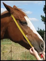 Où mesure-t-on un cheval ?