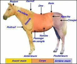 Quelle est la partie du cheval nommé "arrière-train" ?