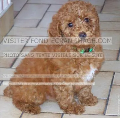 Avec quel fruit ce caniche partage-t-il son nom ?