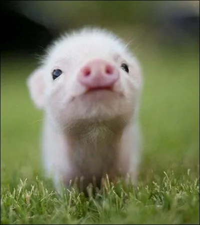 Le cochon se rapproche plus d'un aliment ou d'un animal ?