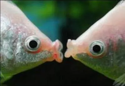 A qui doit-on la chanson  Big bisou  ?