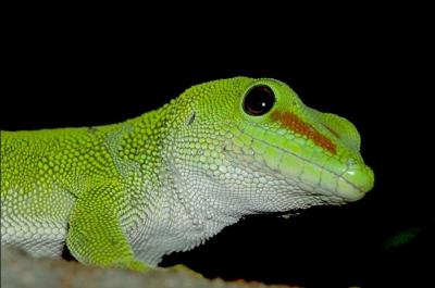 Un trs beau reptile avec de trs belles couleurs, duquel s'agit-il ?