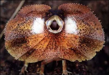 Quel est ce drle de lzard qui vit en Australie et en Nouvelle-Guine ?