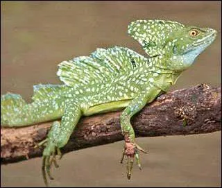 Quel est ce beau lzard qui sait marcher sur l'eau ?