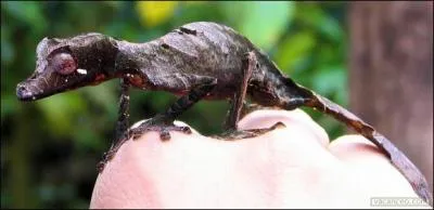 Quel est ce reptile qui peut se confondre avec une feuille ?