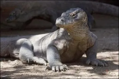 Un trs grand lzard carnivore  la salive mortelle, c'est :