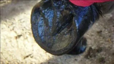 Le dessous du pied du cheval est constitu de :