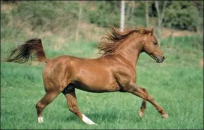 Quand l'antrieur droit prend de l'avance par rapport  l'antrieur gauche, on dit que le cheval galope  :