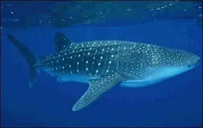 Quel est ce requin ?