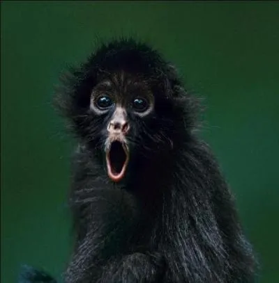  Les rins essayent de courir l o finissent les grand espaces  est un moyen mnmotechnique pour se souvenir des 7 grands groupes de la taxonomie, mais quels sont-ils (dans l'ordre) ?