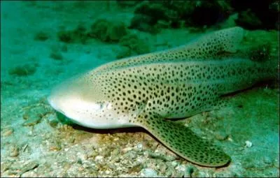 Quel est ce requin ?