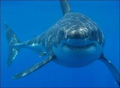 Quel est ce requin ?