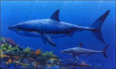 Quel est le plus gros requin ayant vcu ?