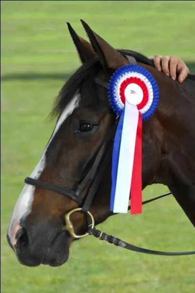 Parmi ces activits, citez en deux qu'on excute en concours :