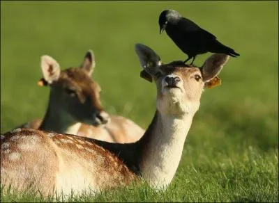 Trouvez le titre de ce film o Franois Pignon en fait voir de toutes les couleurs  Monsieur Milan !