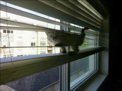 Trouvez le titre de ce film d'Alfred Hitchcock !