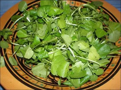 En entre une petite salade verte :