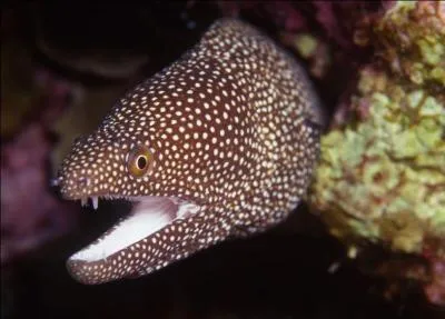 Cette murne  l'intrieur de la gueule blanc s'appelle :