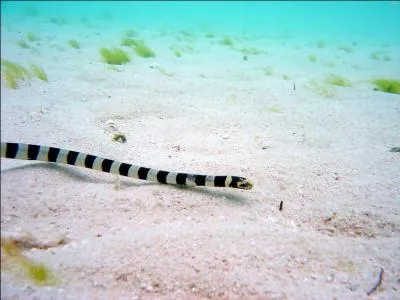 Sur la photo c'est :