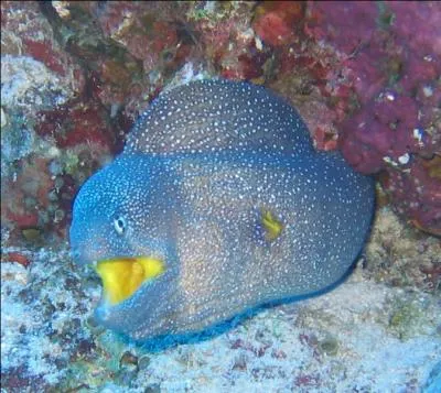 Sur la photo, on reconnat facilement :