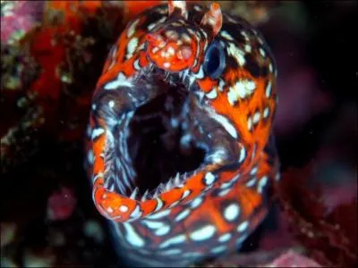 Cette murne  deux paires de narines tubulaires est :