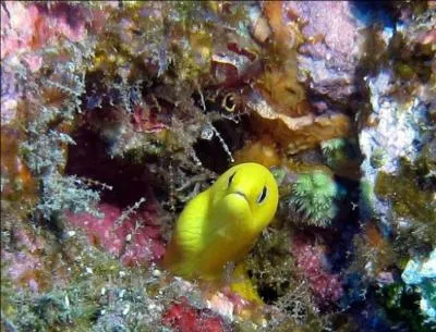 Cette murne peu courante est :