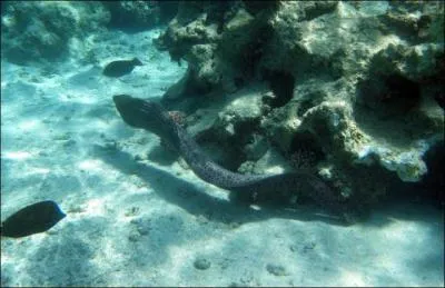 Quel poids peut atteindre une murne gante ou javanaise (Gymnothorax javanicus) ?