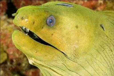 Sur la photo, Il s'agit de :