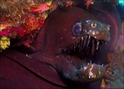 Cette sympathique tte de murne appartient  :