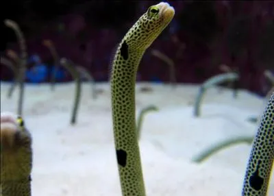 Sur la photo, on reconnat :