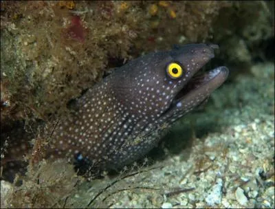 Quel organe sert le plus aux murnes pour chasser :