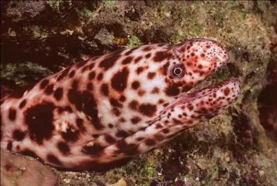 Sur la photo, se trouve :