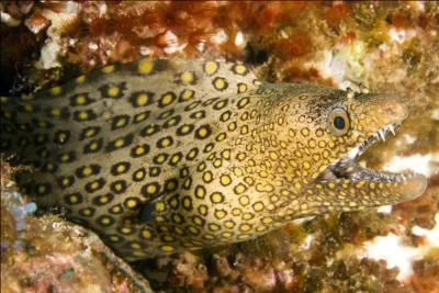 Le nom anglais de cette murne est  Jewel moray , son nom latin est :