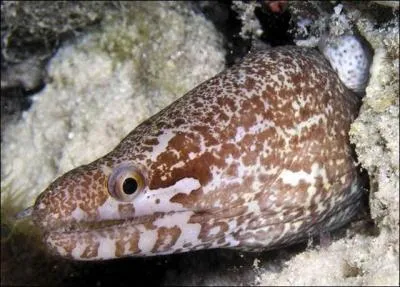 Le nom latin de cette murne est : Gymnothorax zonipectis; son nom vernaculaire est :