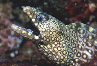 Les murnes ouvrent et ferment en permanence leur gueule, c'est pour :