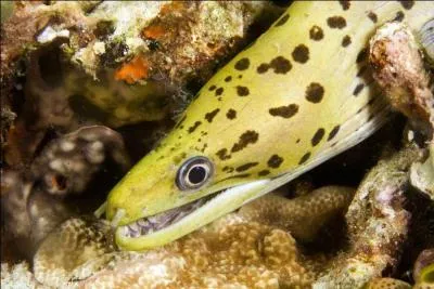 Nombre de nageoires des murnes ?