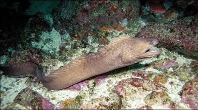 Les murnes ont des dents dites :