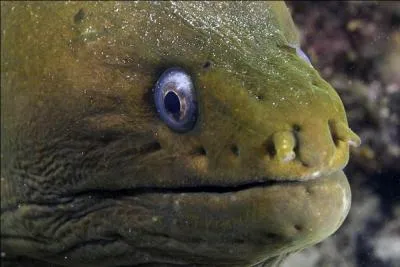 Combien de paires de narines ont les murnes ?