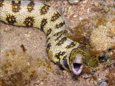 Le nom latin de cette murne est : Echidna nebulosa, le nom vernaculaire est :