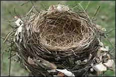 C'est une larve de papillon, annele, se nourrissant gnralement de vgtaux, c'est bien sr une 'che___'.