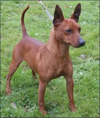 Quel est ce  mini  dobermann ?