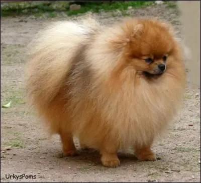 Quel est ce petit chien aux longs poils ?