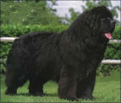 Quel est ce grand chien, bon nageur ?