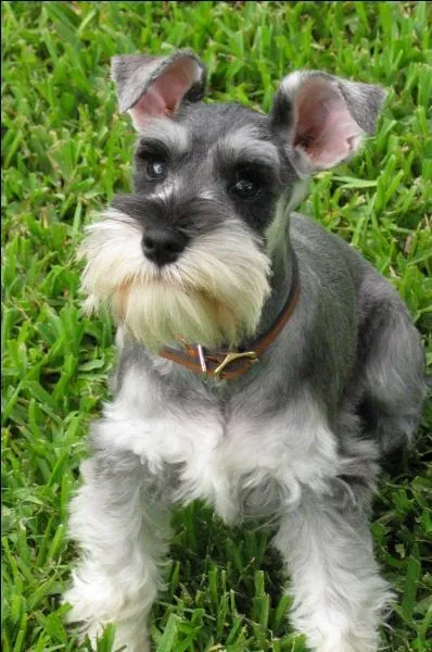 Quel est ce chien, qui a comme une moustache sur le museau ?